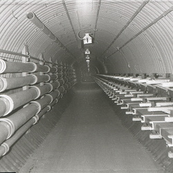 Antennal Tunnel